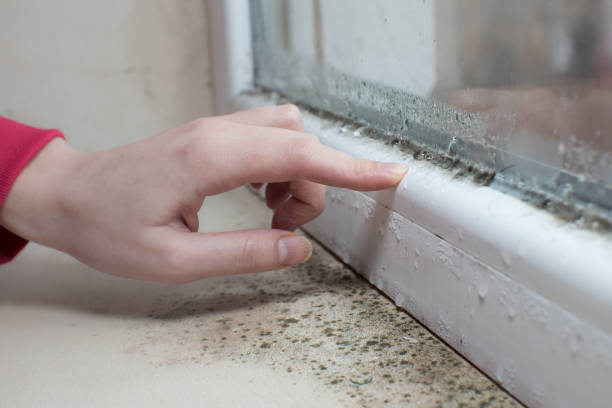 Trusted Tyro, NC Mold Removal Experts